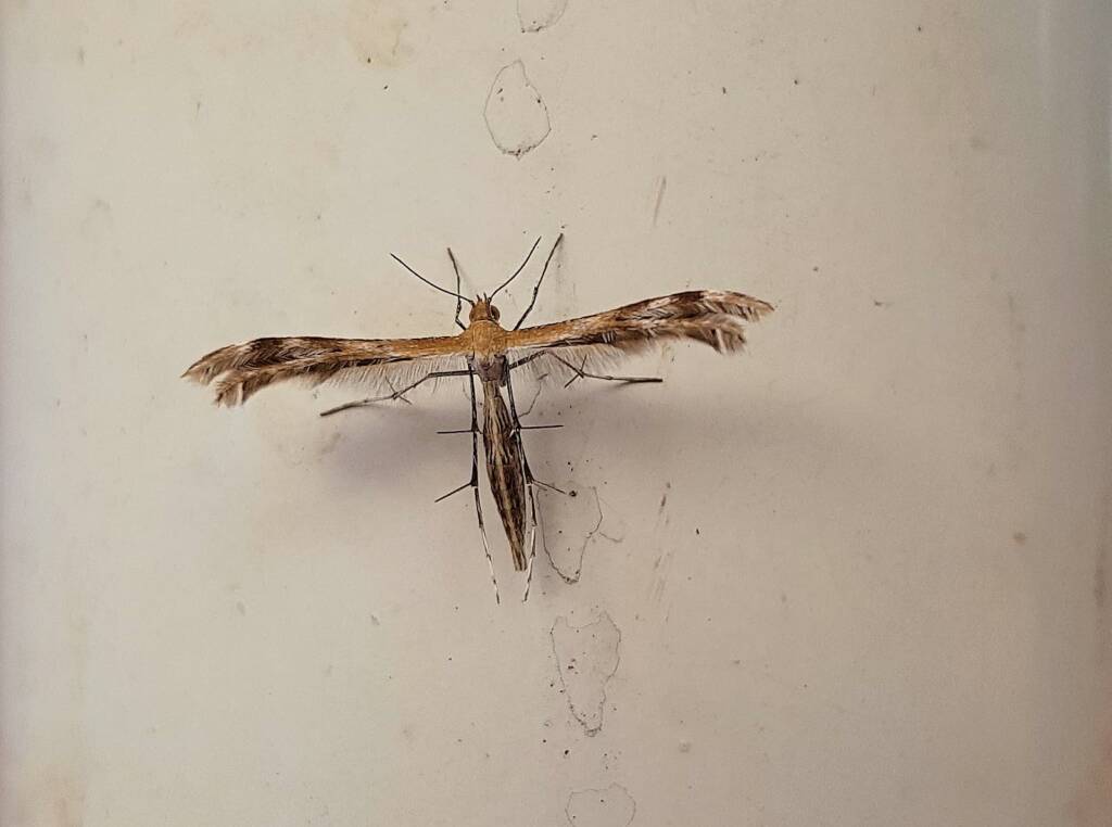 Plume Moth (family Pterophoridae), Alice Springs, NT