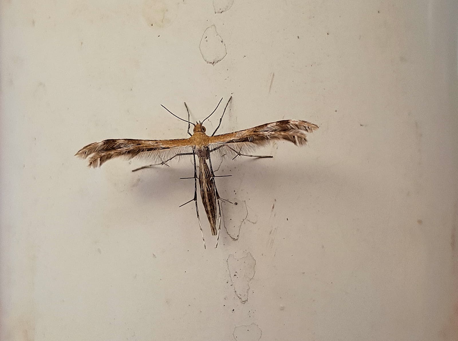 Plume Moth (family Pterophoridae), Alice Springs, NT