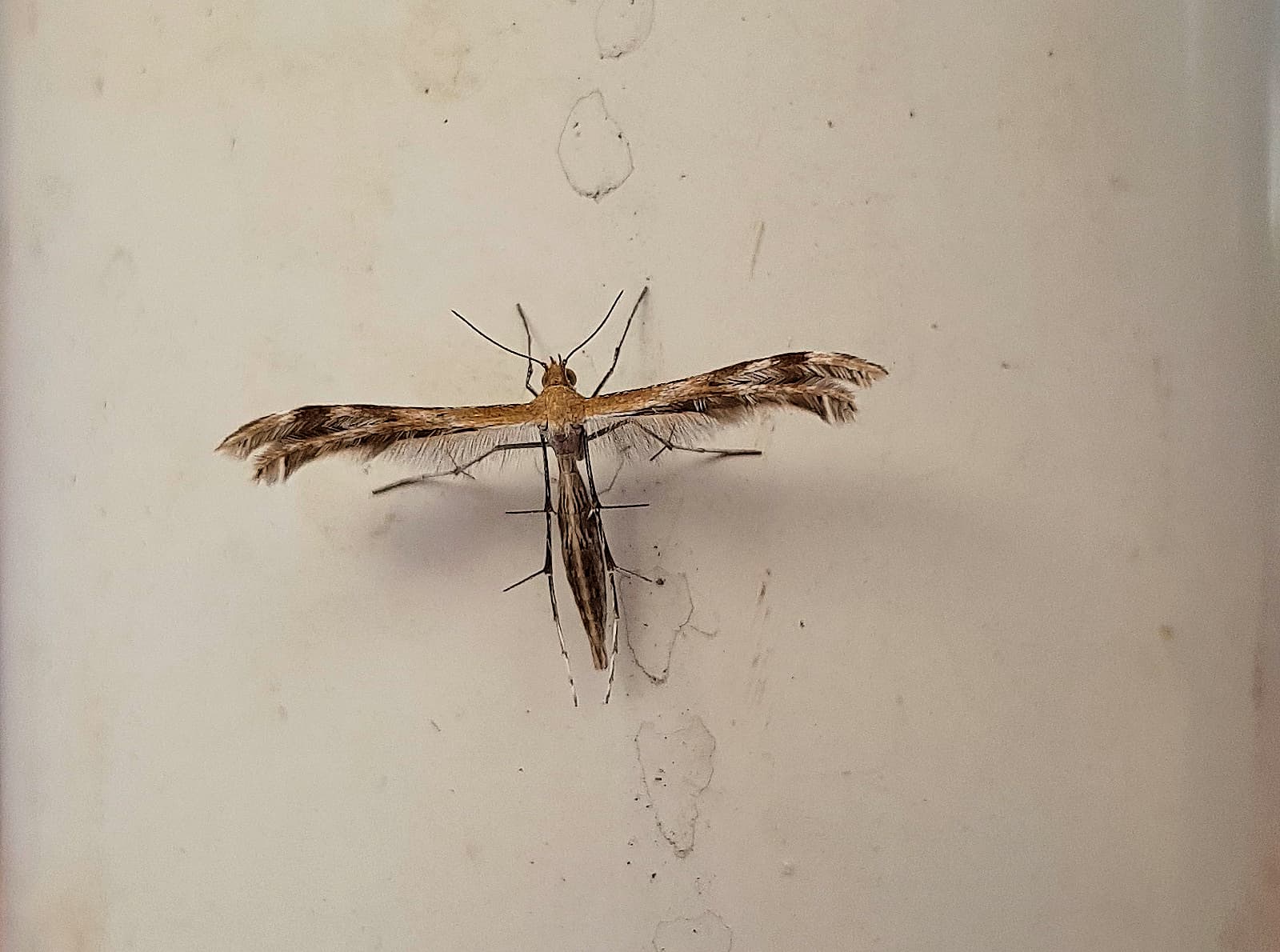 Plume Moth (family Pterophoridae), Alice Springs, NT