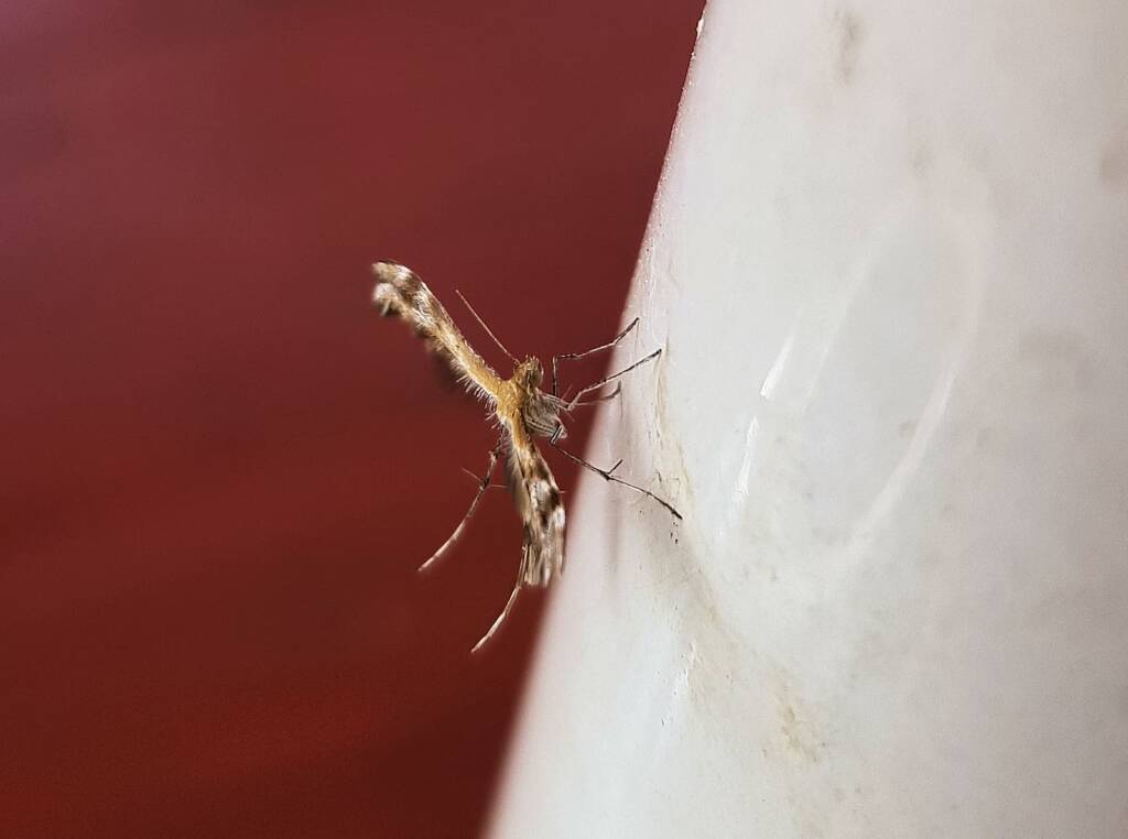 Plume Moth (family Pterophoridae), Alice Springs, NT