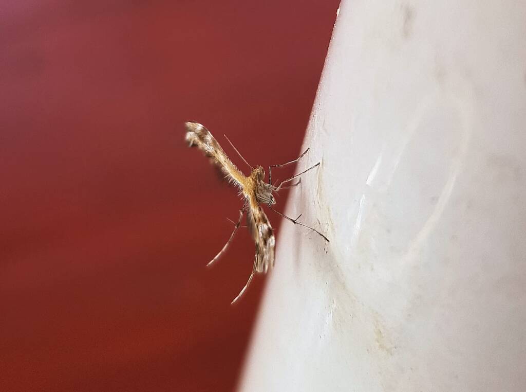 Plume Moth (family Pterophoridae), Alice Springs, NT