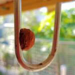 Potter wasp / Mud wasp nest on hook, Alice Springs, NT