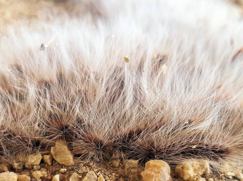 Processionary Caterpillar, Alice Springs Desert Park, NT
