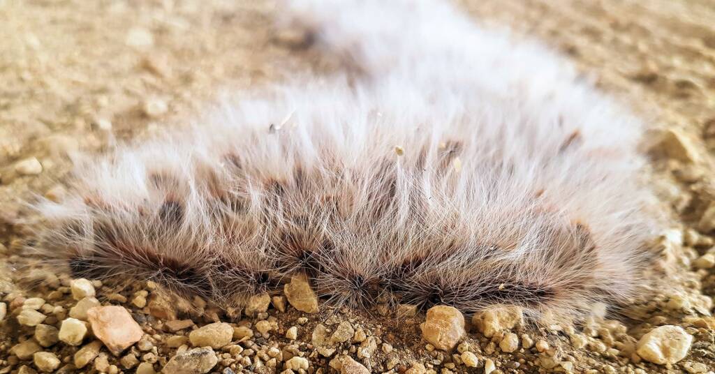 Processionary Caterpillar, Alice Springs Desert Park, NT