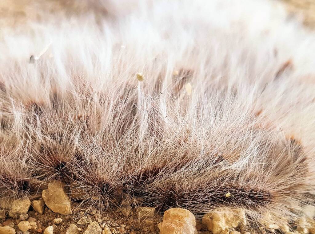 Processionary Caterpillar, Alice Springs Desert Park, NT