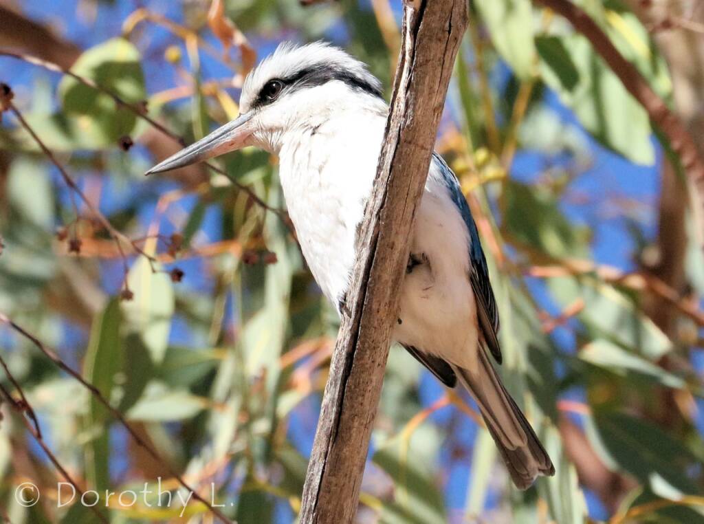 Red-backed Kingfisher (Todiramphus pyrrhopygius)