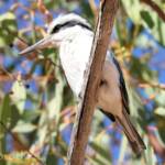 Red-backed Kingfisher (Todiramphus pyrrhopygius)
