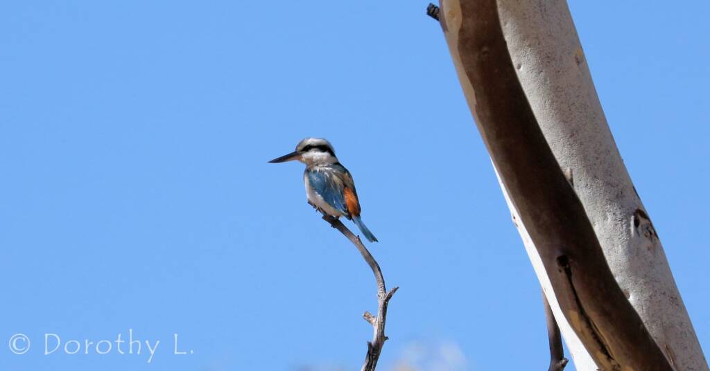 Red-backed Kingfisher (Todiramphus pyrrhopygius)