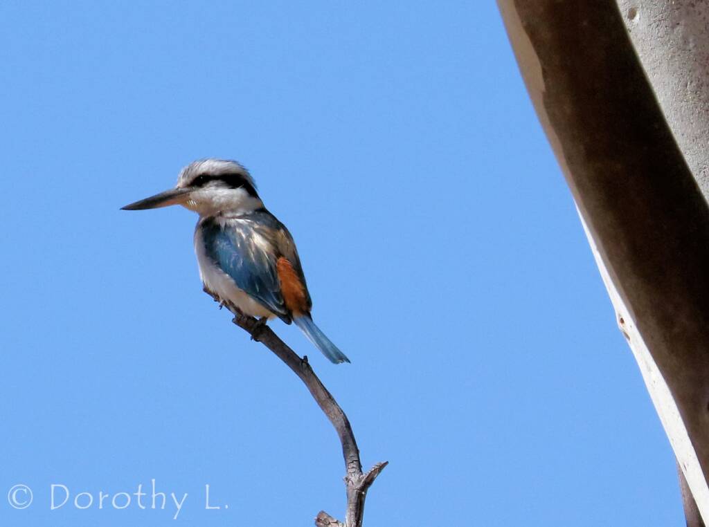 Red-backed Kingfisher (Todiramphus pyrrhopygius)