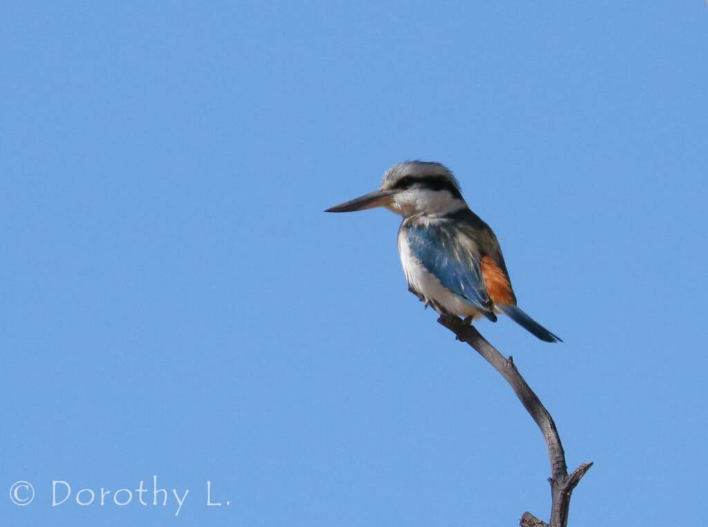 Red-backed Kingfisher (Todiramphus pyrrhopygius)