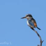 Red-backed Kingfisher (Todiramphus pyrrhopygius)