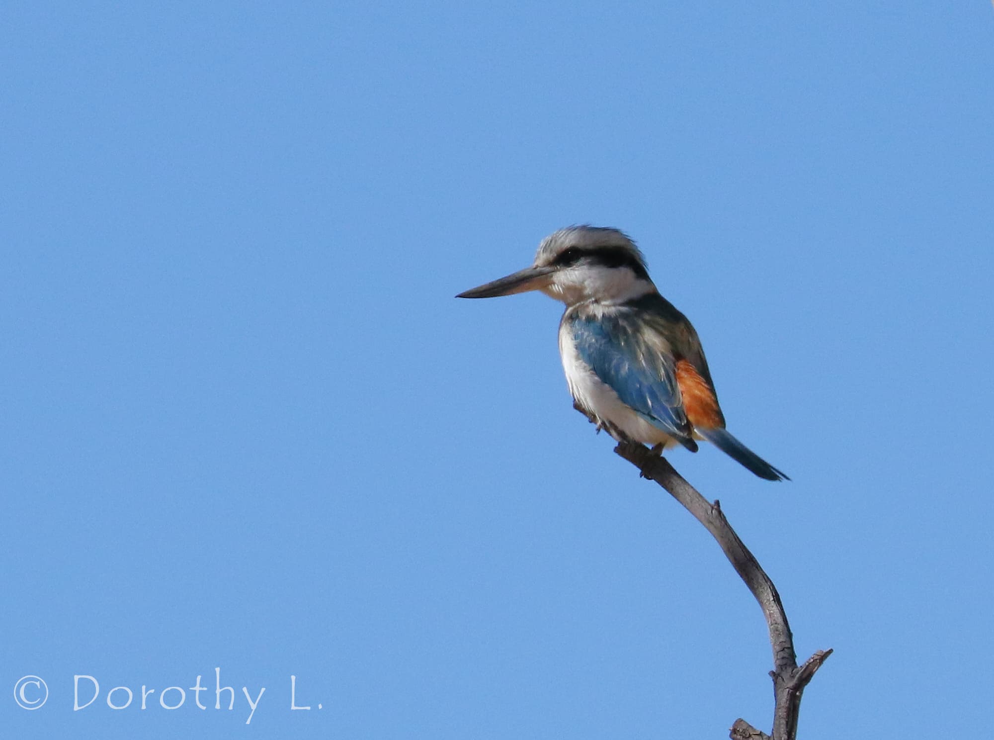 Red-backed Kingfisher (Todiramphus pyrrhopygius)