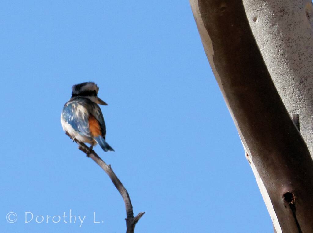 Red-backed Kingfisher (Todiramphus pyrrhopygius)