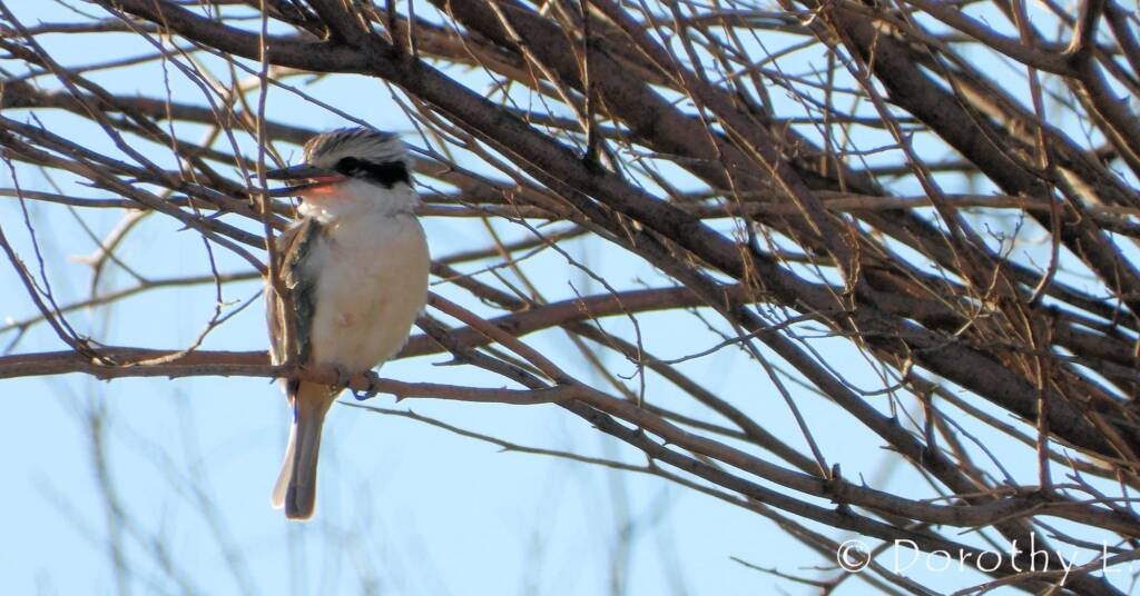 Red-backed Kingfisher (Todiramphus pyrrhopygius)