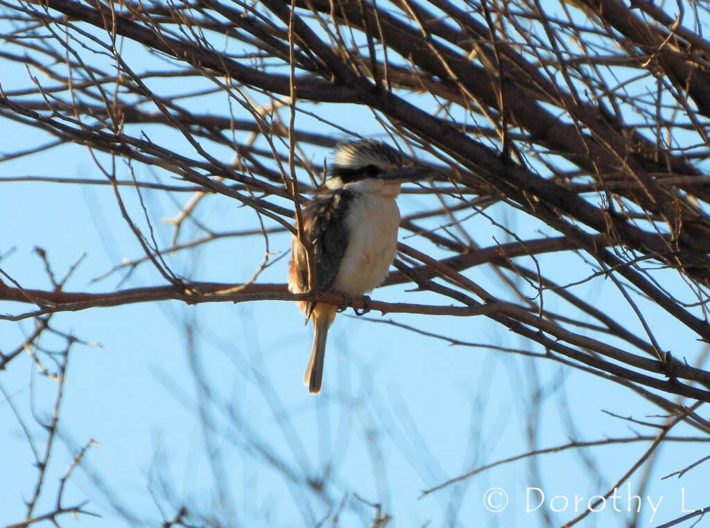 Red-backed Kingfisher (Todiramphus pyrrhopygius)