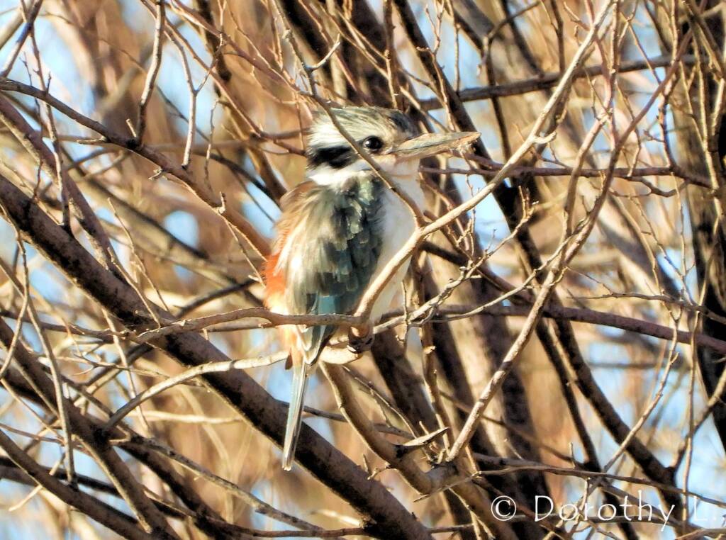 Red-backed Kingfisher (Todiramphus pyrrhopygius)