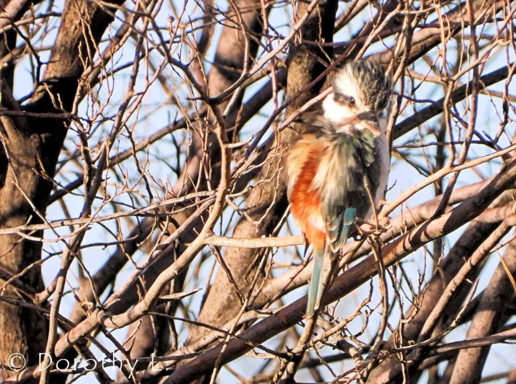 Red-backed Kingfisher (Todiramphus pyrrhopygius)