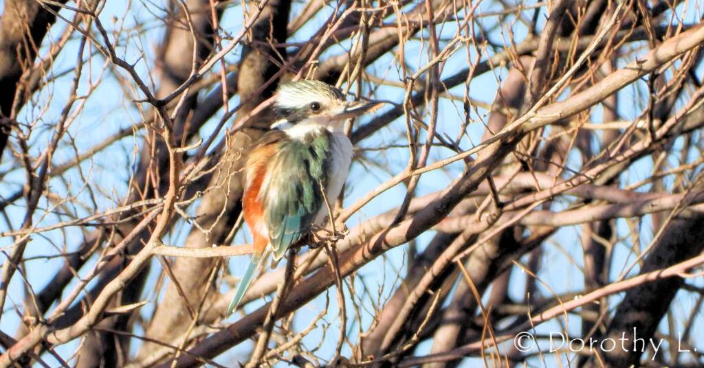 Red-backed Kingfisher (Todiramphus pyrrhopygius)