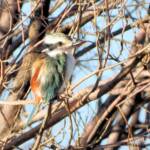 Red-backed Kingfisher (Todiramphus pyrrhopygius)