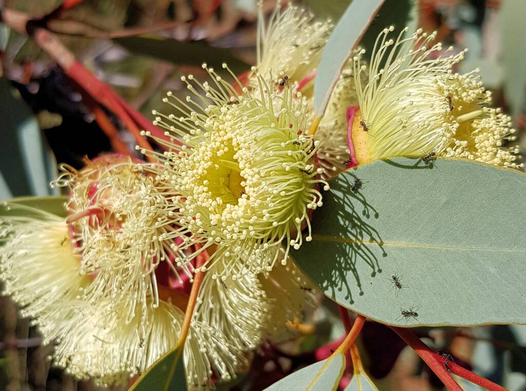 Red-bud Mallee (Eucalyptus pachyphylla), Central Australia, NT