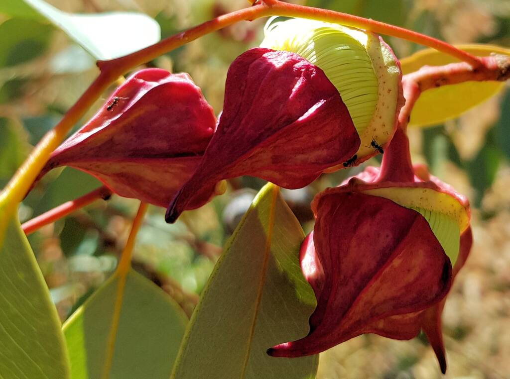 Red-bud Mallee (Eucalyptus pachyphylla), Central Australia, NT