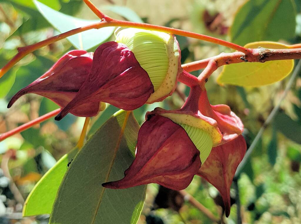 Red-bud Mallee (Eucalyptus pachyphylla), Central Australia, NT