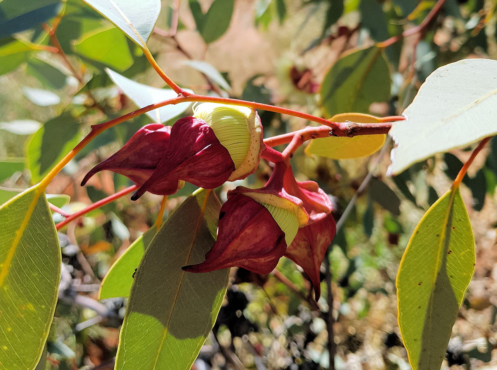 Red-bud Mallee (Eucalyptus pachyphylla), Central Australia, NT