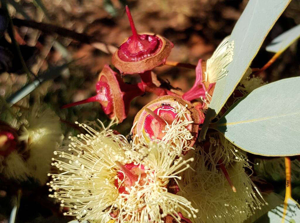 Red-bud Mallee (Eucalyptus pachyphylla), Central Australia, NT