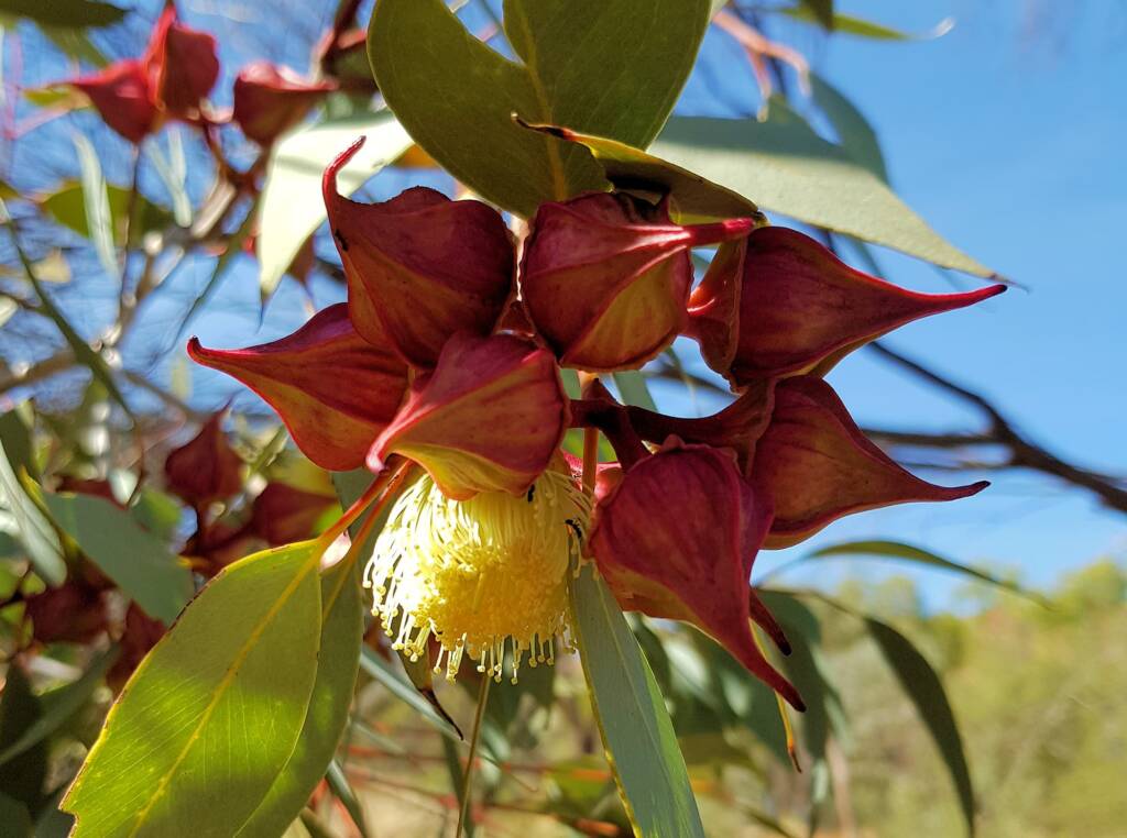 Red-bud Mallee (Eucalyptus pachyphylla), Central Australia, NT