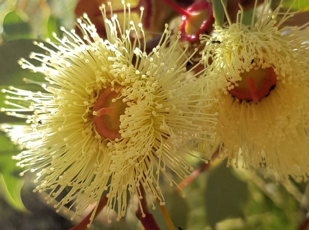 Red-bud Mallee (Eucalyptus pachyphylla), Central Australia, NT