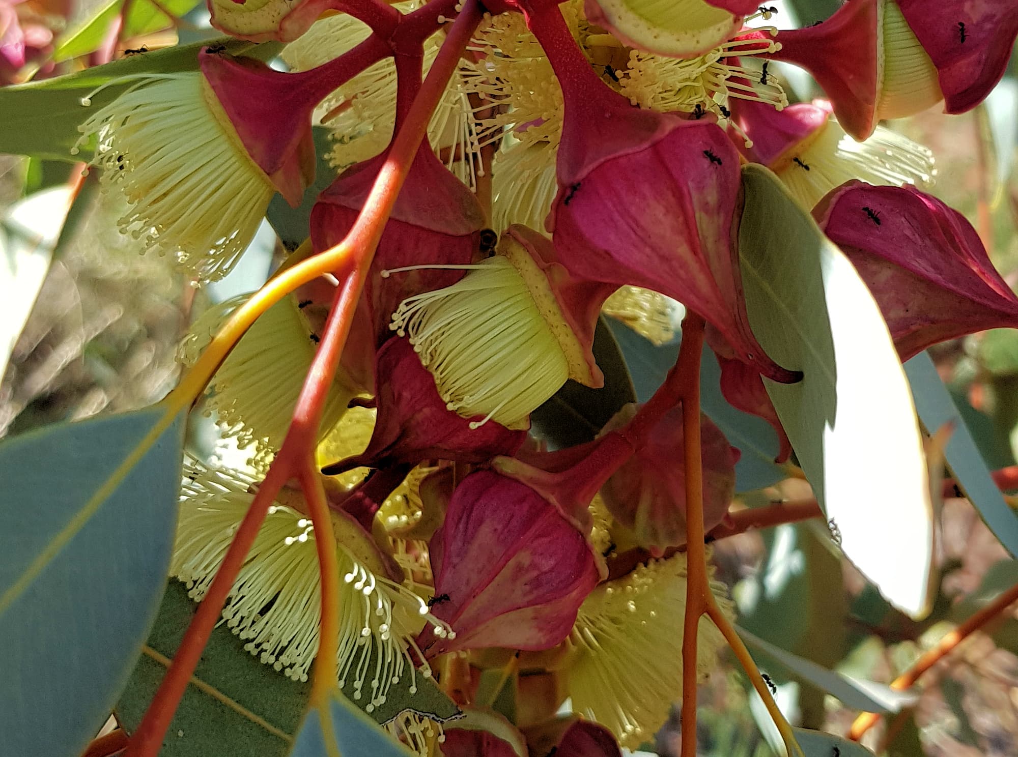 Red-bud Mallee (Eucalyptus pachyphylla), Central Australia, NT