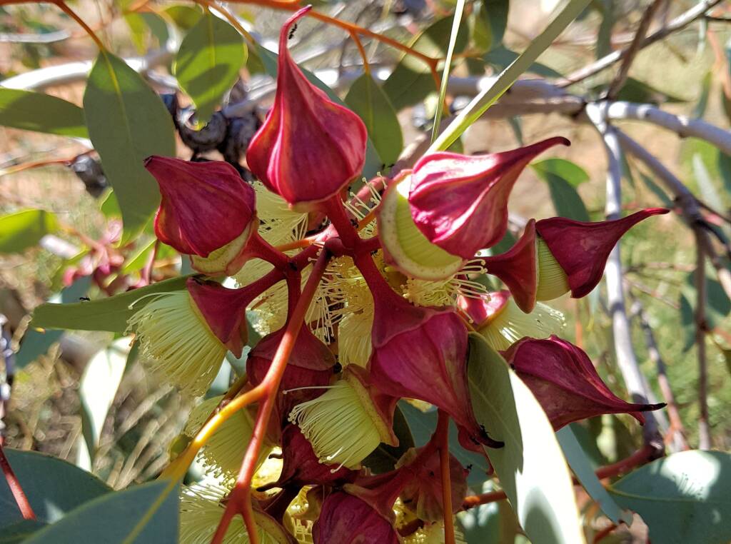 Red-bud Mallee (Eucalyptus pachyphylla), Central Australia, NT