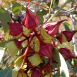 Red-bud Mallee (Eucalyptus pachyphylla), Central Australia, NT