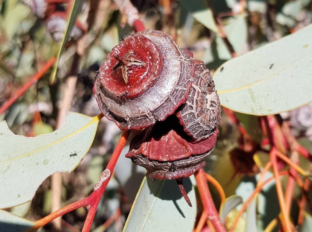 Red-bud Mallee (Eucalyptus pachyphylla), Central Australia, NT