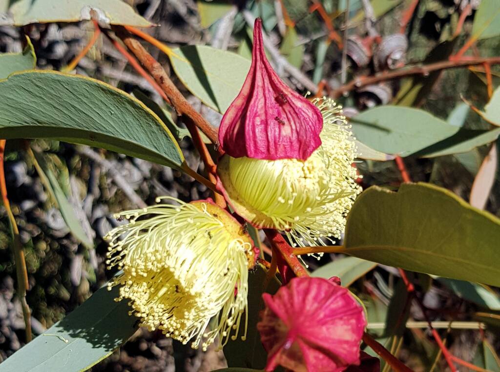 Red-bud Mallee (Eucalyptus pachyphylla), Central Australia, NT