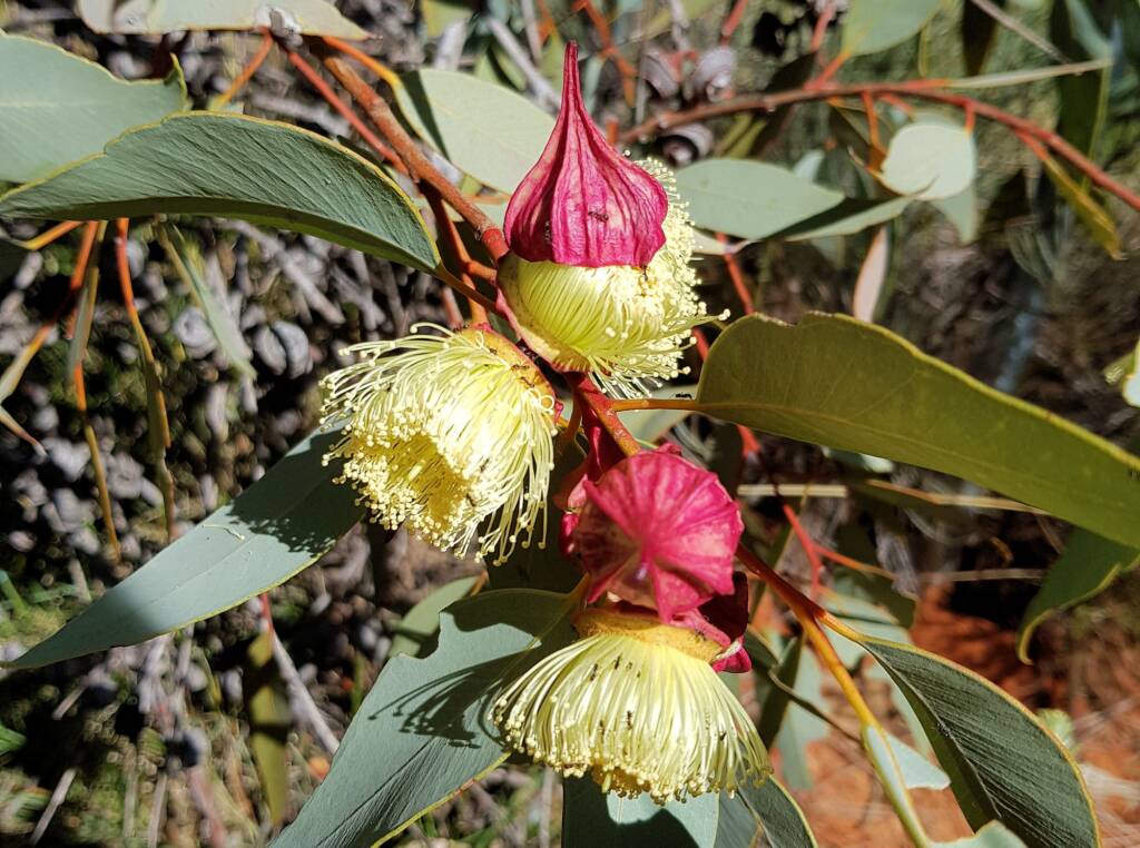 Red-bud Mallee (Eucalyptus pachyphylla), Central Australia, NT