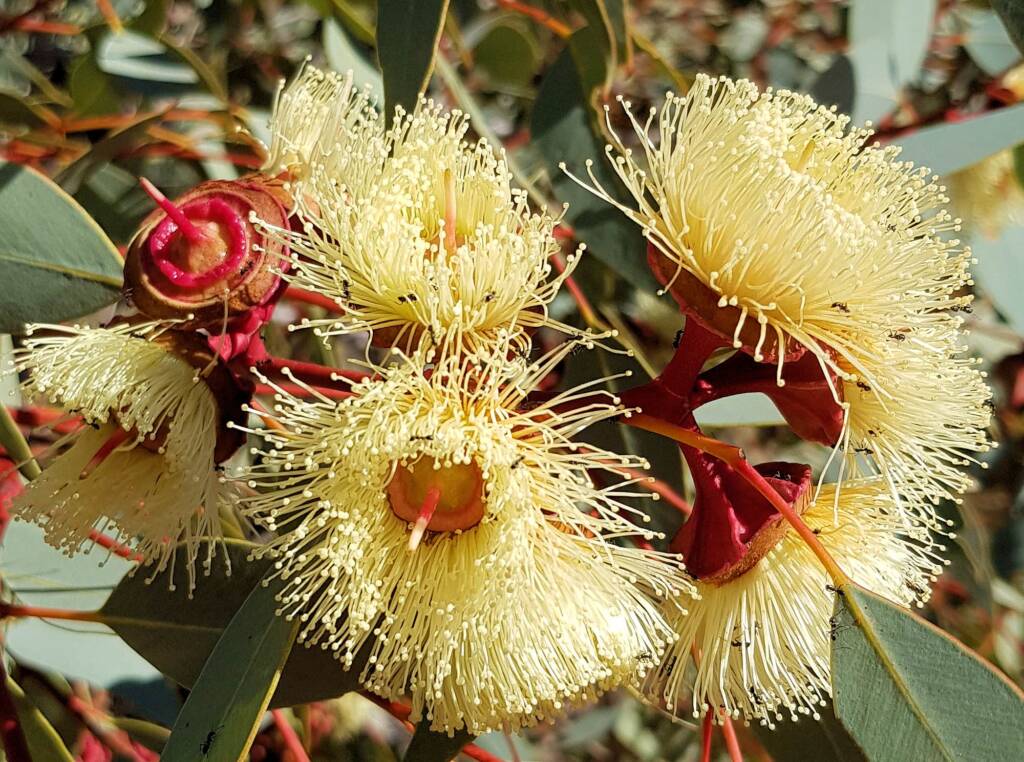 Red-bud Mallee (Eucalyptus pachyphylla), Central Australia, NT