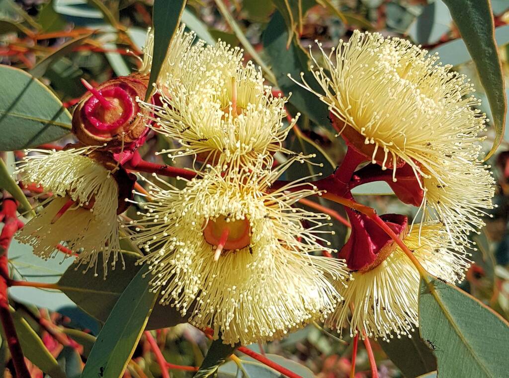 Red-bud Mallee (Eucalyptus pachyphylla), Central Australia, NT