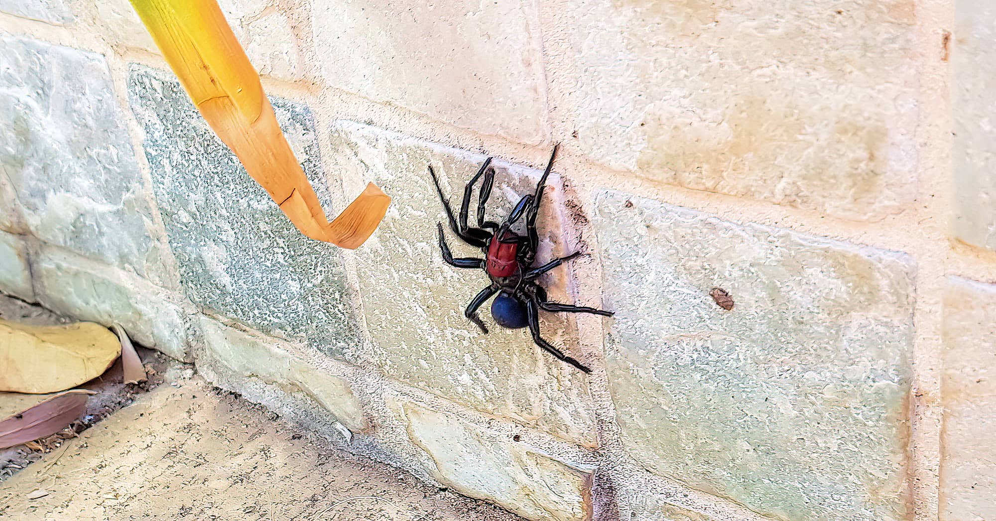 Red-headed Mouse Spider (Missulena occatoria), Alice Springs, NT