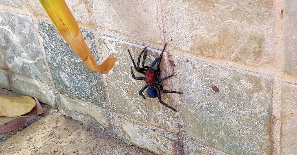 Red-headed Mouse Spider (Missulena occatoria), Alice Springs, NT