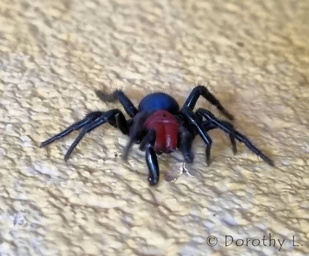 Red-headed Mouse Spider (Missulena occatoria), Alice Springs, NT