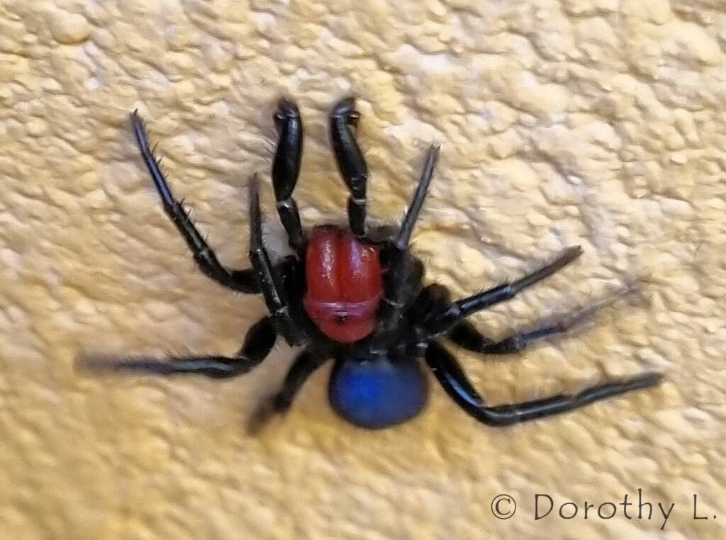Red-headed Mouse Spider (Missulena occatoria), Alice Springs, NT