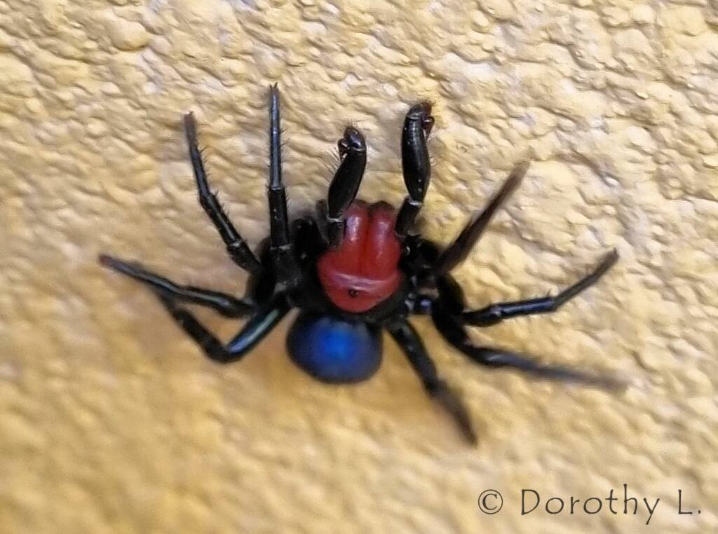 Red-headed Mouse Spider (Missulena occatoria), Alice Springs, NT