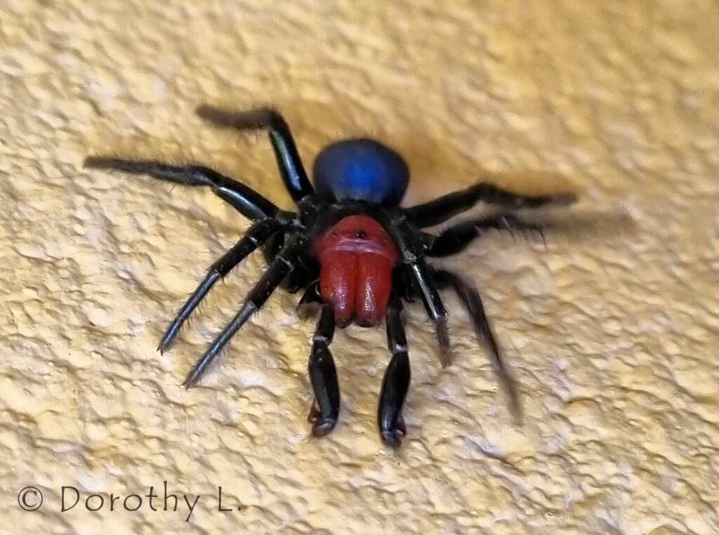 Red-headed Mouse Spider (Missulena occatoria), Alice Springs, NT