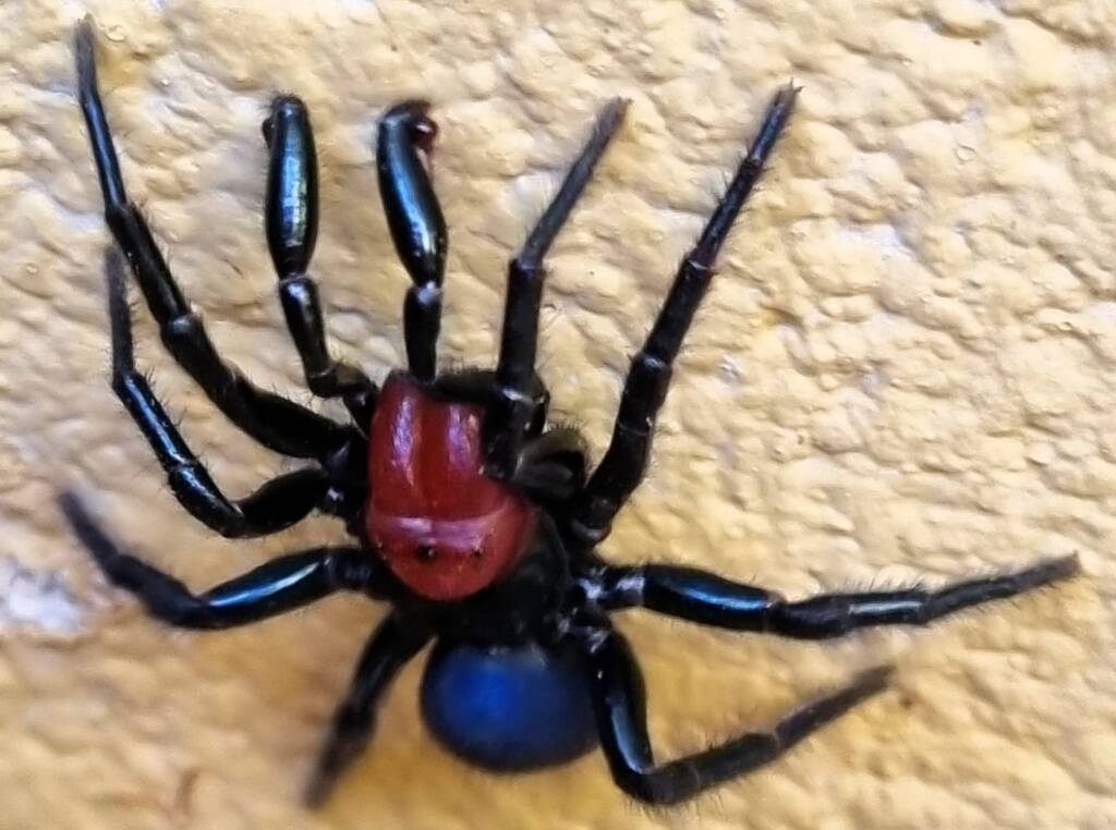 Red-headed Mouse Spider (Missulena occatoria), Alice Springs, NT