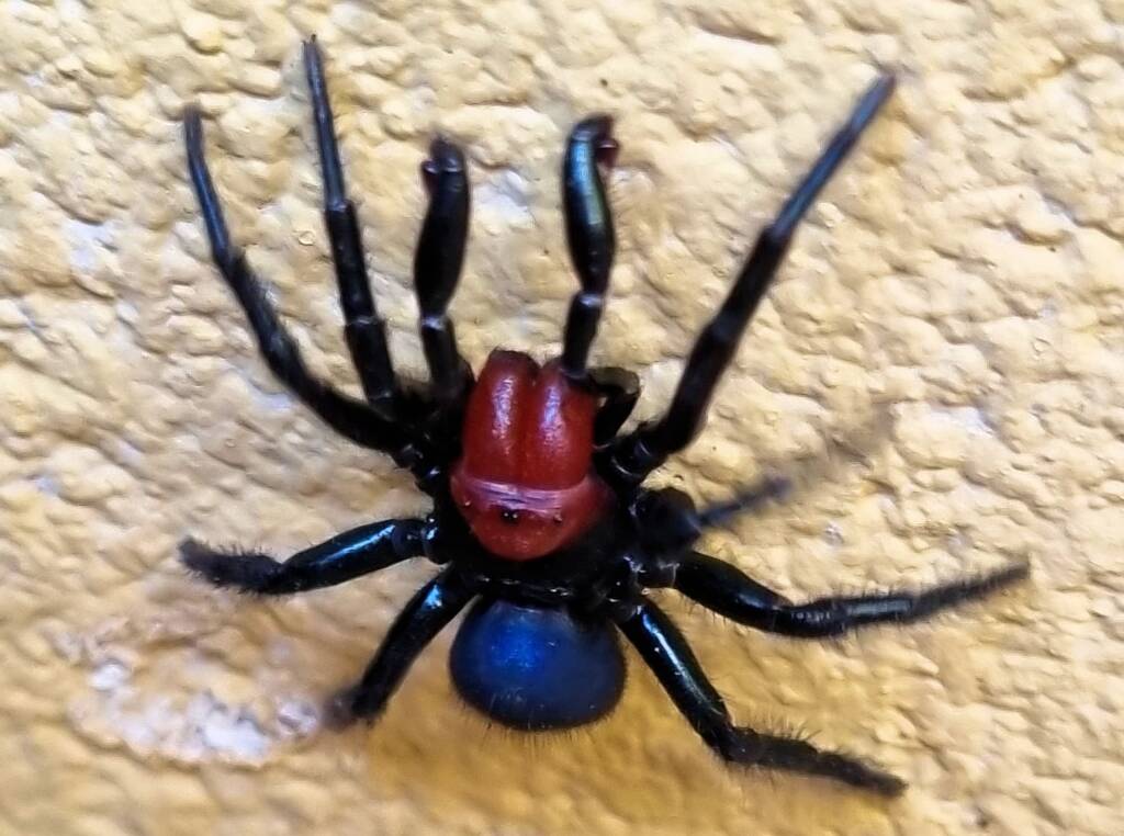 Red-headed Mouse Spider (Missulena occatoria), Alice Springs, NT