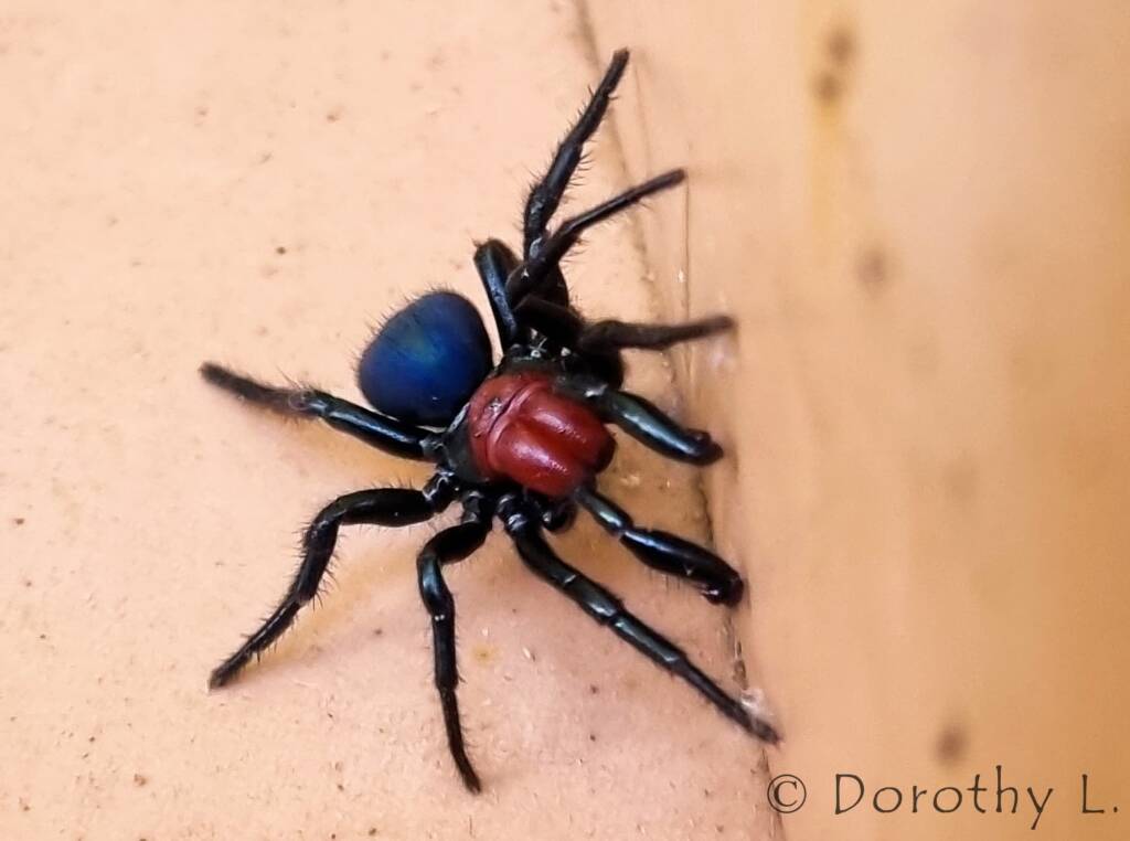 Red-headed Mouse Spider (Missulena occatoria), Alice Springs, NT