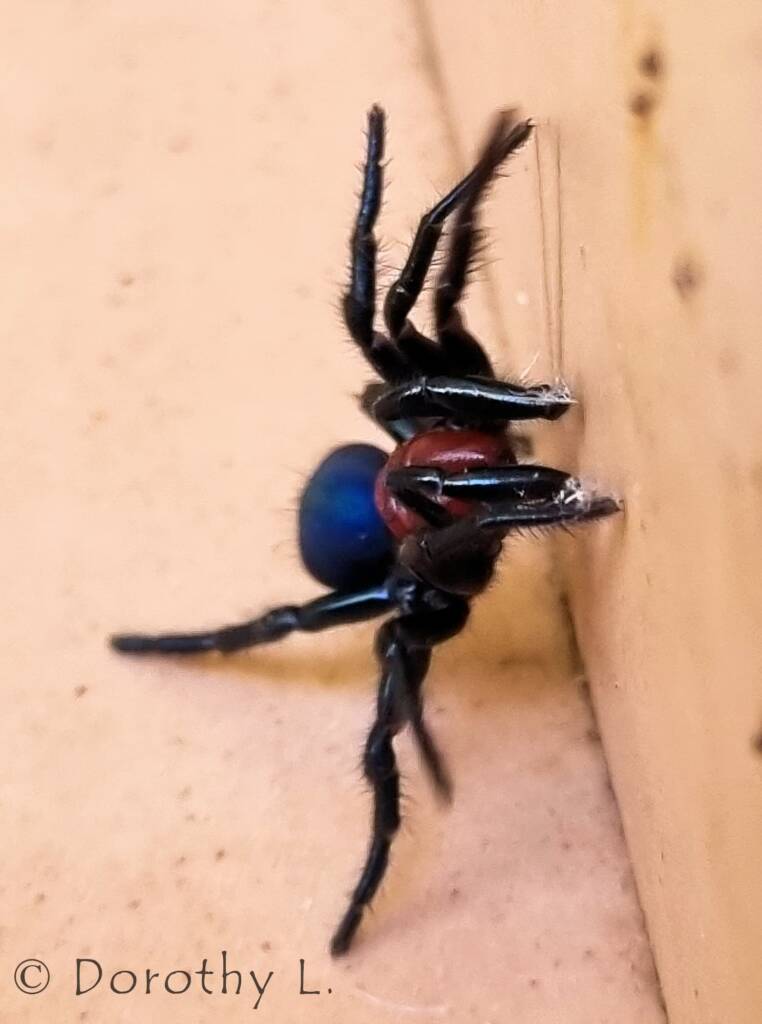 Red-headed Mouse Spider (Missulena occatoria), Alice Springs, NT