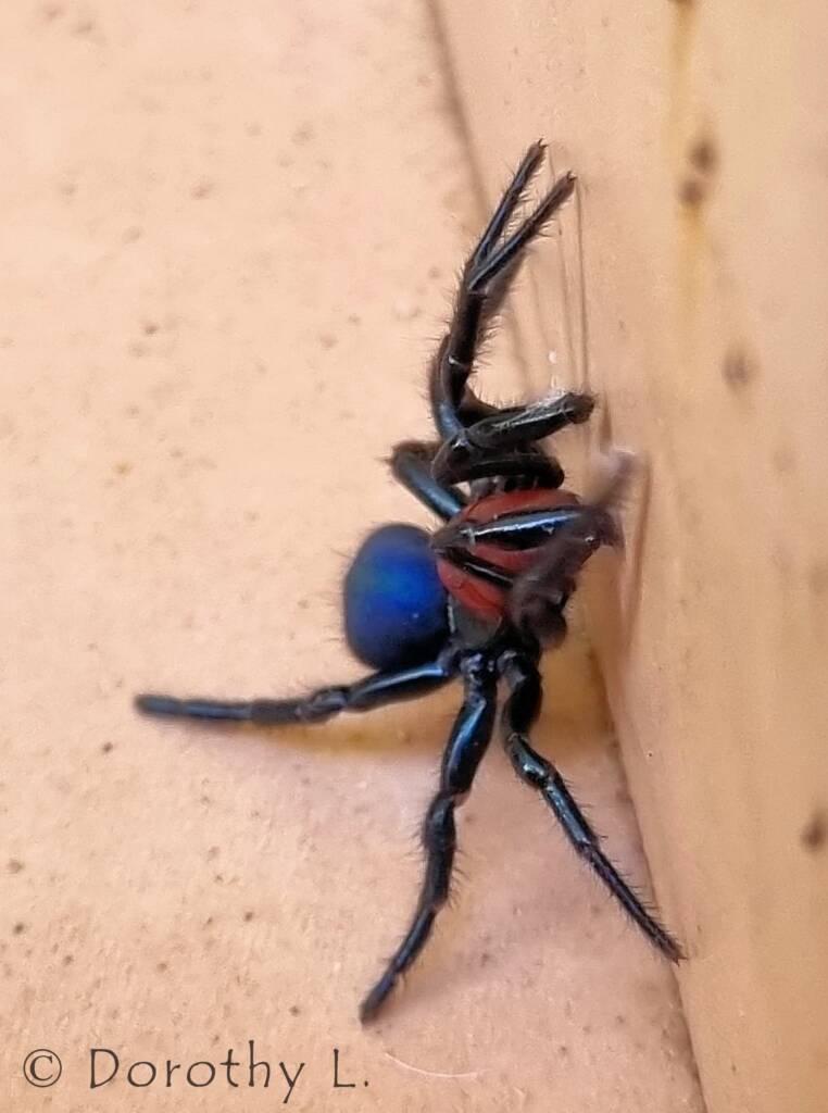Red-headed Mouse Spider (Missulena occatoria), Alice Springs, NT