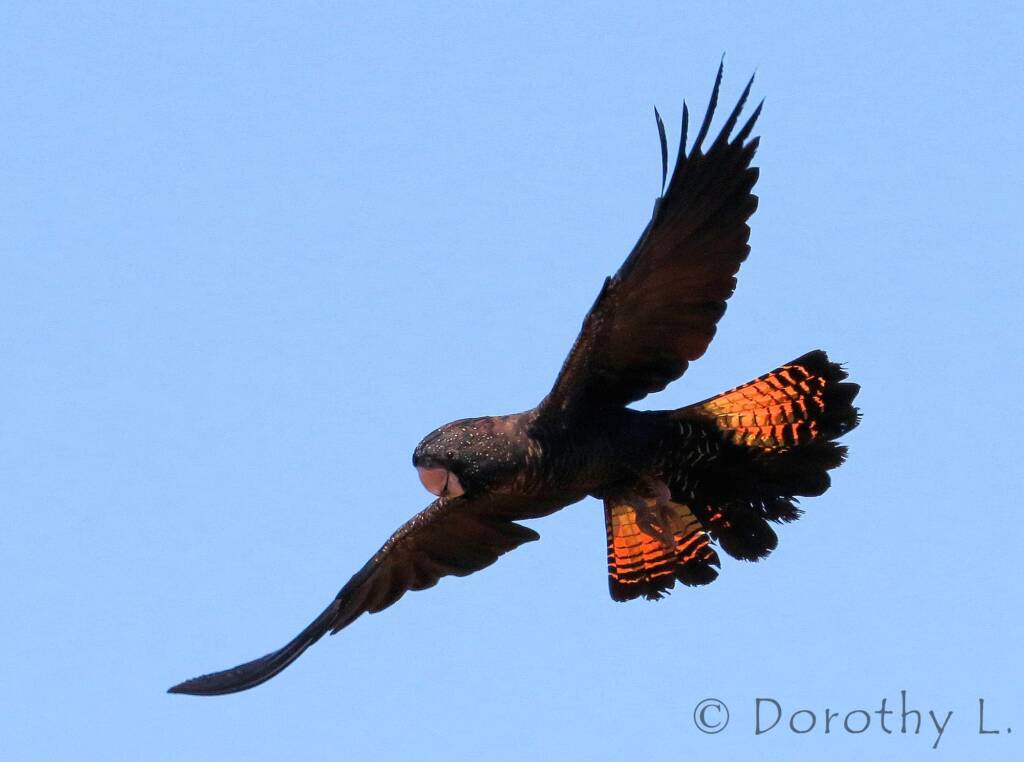 Red-tailed Black Cockatoos (Calyptorhynchus banksii)